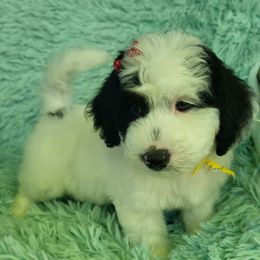 Green Collar - Parti female Goldendoodle puppy in Fairmont, West Virginia from Mountainside Doodles, LLC
