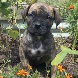 Boerboel puppies from Silverthorne Boerboels