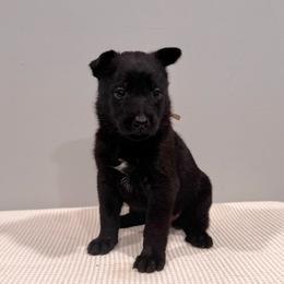 Mint - Black sable female Belgian Malinois puppy in Muskegon, Michigan from Red Acres Working Line K9s