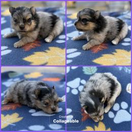 Blue Merle tan points - Blue merle female Pomeranian puppy in Harrah, Oklahoma from Sunshines Pomeranians & Cavapoos