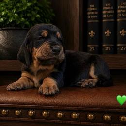 Daniel - Green collar - Black brown and white male Basset Hound puppy in Edmonton, Kentucky from RiverBottom Bassets