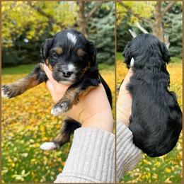 Tanya - Tri-color female Bernedoodle puppy in Idaho Falls, Idaho from Idahome Doodle