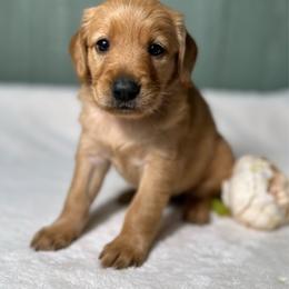 Gigi - Apricot female Goldendoodle puppy in Osage City, Kansas from Golden Ridge Goldens