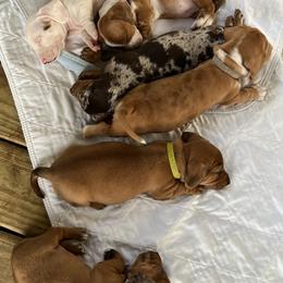 Dachshund Puppies from Witchy Woman’s Wiener’s