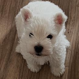 West Highland White Terrier Puppies from S&S Westies