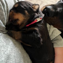 Rottweiler Puppies from Thistle Wild Rottweilers