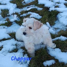 Chopper - Wheaten male Miniature Schnauzer puppy in Shoshone, Idaho from Debra Kruse's Miniature Schnauzers