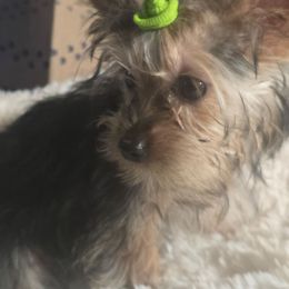 Cracker - Blue and gold female Yorkshire Terrier puppy in Yucca Valley, California from Deborah Punjak's Yorkshire Terriers