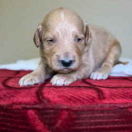 Koda - Apricot male Goldendoodle puppy in Woodburn, Indiana from Lengachers Cuddly Doods