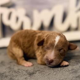 Girl 3 - Red female Cavapoo puppy in Bradenton, Florida from Christianna’s Mini Goldendoodles