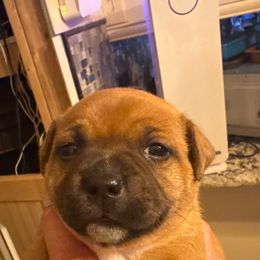 Ginger - Red female Staffordshire Bull Terrier puppy in Port Saint Lucie, Florida from Southern Staffies