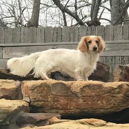 Ken - Dachshund