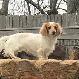 Ken - Dachshund