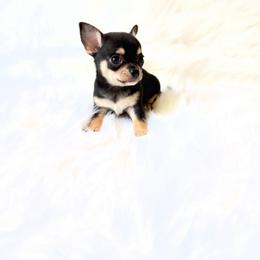 Tiny Zack - Black and tan male Chihuahua puppy in Sacramento, California from Honey Bee Chihuahua’s