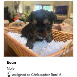 Java - Black and tan male Yorkshire Terrier puppy in East Greenbush, New York from Buonocore Pups