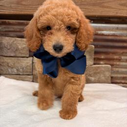 Mini Boy Blue Collar - Apricot male Goldendoodle puppy in Cullman, Alabama from My Awesome Rover