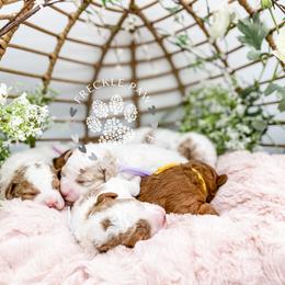 Cavapoo and Poodle Puppies from Freckle Paw Poodles