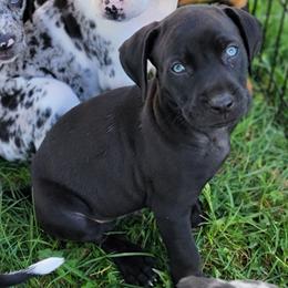 Catahoula Leopard Dog Puppies from Peach Tree Catahoulas