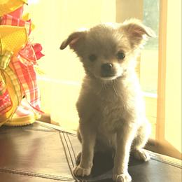 Toffee- AKC - Cream and white female Chihuahua puppy in Summerfield, Florida from Impeccable's Boutique & Ethical Breeder for the educated & discriminating ONLY
