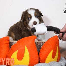 Australian Shepherd Puppies from Starlit Grove Australian Shepherds