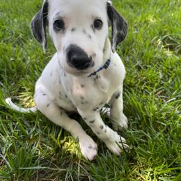 Huck LUA - White and black Dalmatian puppy in Franklin, Tennessee from Gentry’s Dalmatians