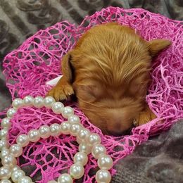 Goldendoodle Puppies from Rustic Road Doodles