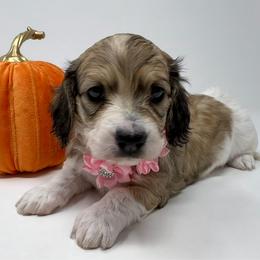 Aurora - Piebald female Dachshund puppy in Pulaski, Tennessee from Billboard Doxies