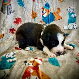 Cappuccino - Black & white male Australian Shepherd puppy in Brookfield Township, Ohio from AussieLand Shepherds