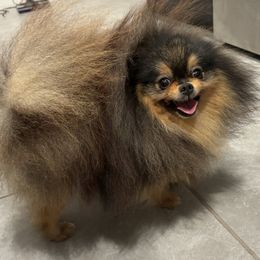 Gucci - Pomeranian