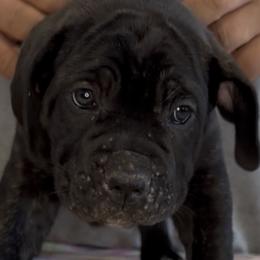 White Collar Girl - Morganza x Lawman - AKC and ICCF - Black brindle female Cane Corso puppy in Gorman, Texas from McOmber Country Kennels