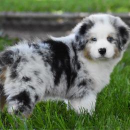 Jesse - Blue merle male Australian Shepherd puppy in Easton, Missouri from MMA Kennel
