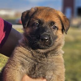 German Shepherd Puppies from Vom Haus Denfors K9
