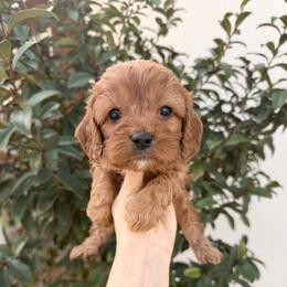 Philip - Red male Cavapoo puppy in Rio Linda, California from VitPom Puppies
