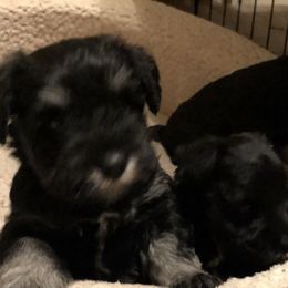 Miniature Schnauzer Puppies from Parsons’ Kennels