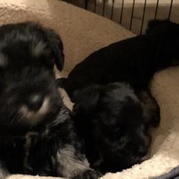 Miniature Schnauzer Puppies from Parsons’ Kennels