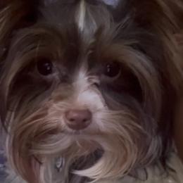 Ms Riley - Parti female Yorkshire Terrier puppy in Detroit, Michigan from Friends4everkennel LLC