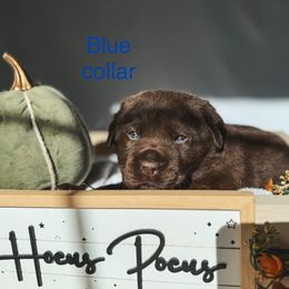 Blue collar - Chocolate male Labrador Retriever puppy in Suffolk County, New York from South Shore Labradors