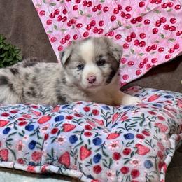 Fluffy - Blue merle female Australian Shepherd puppy in California from Eagle River Aussies