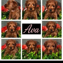 Ava - Red  female Goldendoodle puppy in Greenville, South Carolina from Law Doodles of SC
