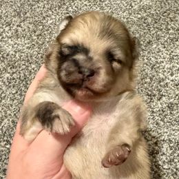 Sugarplum - Orange sable female Pomeranian puppy in Eden, North Carolina from Whippoorwill Pomeranians