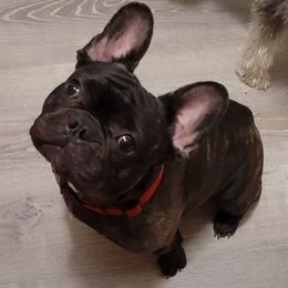 Champ - French Bulldog