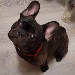 Champ - French Bulldog
