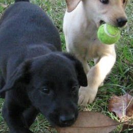 Labrador Retrievers from Cedar Swamp Retrievers