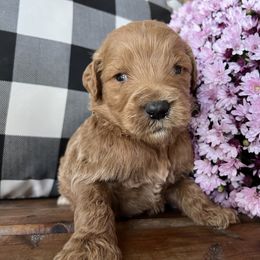 Max - Red Labradoodle puppy in English, Indiana from Doodle Darlings