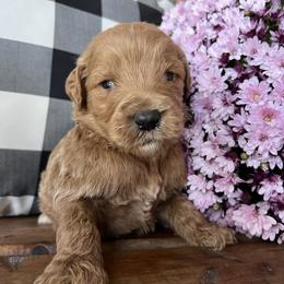 Max - Red Labradoodle puppy in English, Indiana from Doodle Darlings