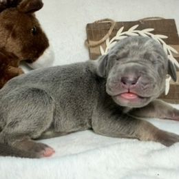 Wyatt - Blue male Great Dane puppy in Weatherford, Texas from Oak Bend Danes