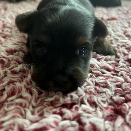 Valentina - Black and tan female Yorkshire Terrier puppy in Osseo, Michigan from Smiths Fluffy butts