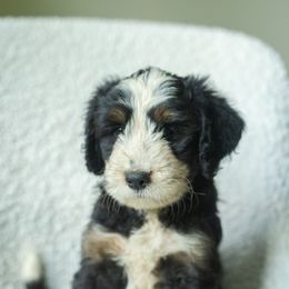 Boy 1 - male Australian Mountain Doodle puppy in Travelers Rest, South Carolina from Upstate Aussie Mountain Doodles