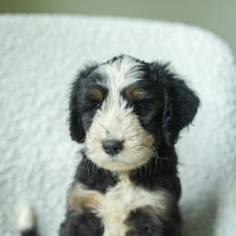 Boy 1 - male Australian Mountain Doodle puppy in Travelers Rest, South Carolina from Upstate Aussie Mountain Doodles