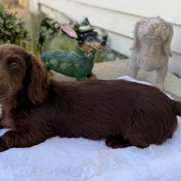 Lisa - Dachshund